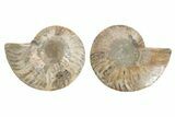 Cut & Polished, Agatized Ammonite Fossil - Madagascar #223121-1